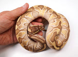 Load image into Gallery viewer, 2023&#39; Female Lesser Pastel  Poss Het Clown Ball Python - SALE!