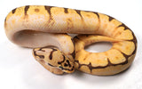 Load image into Gallery viewer, 23&#39; Spider Pastel Enchi Bald YB + Ball Python - SALE!