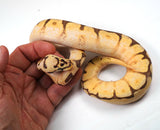 Load image into Gallery viewer, 23&#39; Spider Pastel Enchi Bald YB + Ball Python