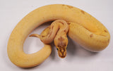 Load image into Gallery viewer, 2023 Super Enchi Super Pastel Pinstripe HG Woma Lucifer ++  Ball Python - SALE! WOW!!!