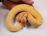 Load image into Gallery viewer, 2023 Super Enchi Super Pastel Pinstripe HG Woma Lucifer ++  Ball Python - SALE! WOW!!!