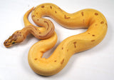 Load image into Gallery viewer, 2023 Super Enchi Pinstripe Lucifer Pastel HG Woma Ball Python - SALE!