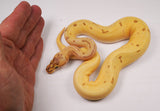 Load image into Gallery viewer, 2023 Super Enchi Pinstripe Lucifer Pastel HG Woma Ball Python - SALE!