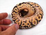 Load image into Gallery viewer, 23&#39; Female Super Inferno Fader Spotnose Special Ball Python  - IN SHED