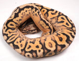 Load image into Gallery viewer, 23&#39; Female Super Inferno Fader Spotnose Special Ball Python  - IN SHED