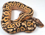 Load image into Gallery viewer, 23&#39; Female Super Inferno Fader Spotnose Special Ball Python  - IN SHED