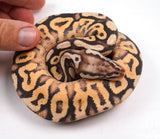 Load image into Gallery viewer, 23&#39; Female Super Inferno Fader Spotnose Special Ball Python  - IN SHED