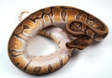 Load image into Gallery viewer, 2023&#39; Male HG Woma Enchi Double Het Clown Piebald ++   Ball Python - SALE!