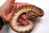 Load image into Gallery viewer, 2023&#39; Male HG Woma Enchi Double Het Clown Piebald ++   Ball Python - SALE!