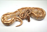 Load image into Gallery viewer, 2022&#39; Male Odium Lesser Enchi Pastel  Ball Python - SALE!