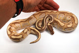 Load image into Gallery viewer, 2022&#39; Male Odium Lesser Enchi Pastel  Ball Python - SALE!