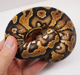 Load image into Gallery viewer, 23&#39; Male  YB/Gravel Fader From Angel Dust Ball Python