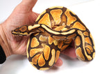 Load image into Gallery viewer, 23&#39; Male Enchi Bald Special + Ball Python - STUNNING!