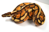 Load image into Gallery viewer, 23&#39; Male Enchi Bald Special + Ball Python - STUNNING!