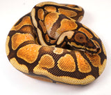 Load image into Gallery viewer, 23&#39; Male Enchi Bald Special + Ball Python - STUNNING!