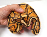 Load image into Gallery viewer, 23&#39; Male Enchi Bald Special + Ball Python - STUNNING!