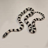 Load image into Gallery viewer, 2023 Male Banded Black &amp; White California King Snake