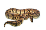 Load image into Gallery viewer, Adult Female Pastel Enchi Yellowbelly Ball Python