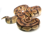 Load image into Gallery viewer, Adult Female Pastel Enchi Yellowbelly Ball Python
