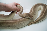 Load image into Gallery viewer, Adult Female Pastel Yellow Belly Specter Ball Python