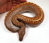 Load image into Gallery viewer, 2023 Female Batik Het TNeg Blood Python - From Red Black Headed Stock