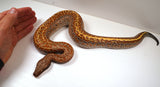 Load image into Gallery viewer, 2023 Female Batik Het TNEG Albino Blood Python - From BlackHead Red Stock