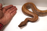 Load image into Gallery viewer, 2023 Female Batik Het TNEG Albino Blood Python - From BlackHead Red Stock