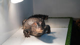 Load image into Gallery viewer, Display Breeder Male Dwarf Caiman Captive Raised - Handleable - &quot;Big Daddy&quot;