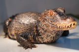 Load image into Gallery viewer, Display Breeder Male Dwarf Caiman Captive Raised - Handleable - &quot;Big Daddy&quot;