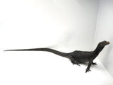 Load image into Gallery viewer, Black Dragon Asian Water Monitor 