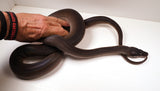 Load image into Gallery viewer, Sub Adult Female Black D&#39;Alberts Python - Captive Raised from baby