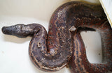 Load image into Gallery viewer, Male Breeder Black Headed Batik Het TNEG Albino  Super Red Blood Python - &quot;Olli&quot;