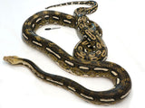 Load image into Gallery viewer, Breeder Female Tiger Granite Back Reticulated Python.