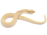 Load image into Gallery viewer, Breeder Male Toffee Super Anaconda Western Hognose.