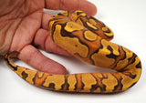 Load image into Gallery viewer, 24&#39; Male Odium Lucifer Enchi Coffee Yellow Belly  Fader Ball Python - Checkout Adult Breeding in description - FREE SHIPPING!