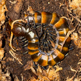 Load image into Gallery viewer, Scolopendra piceoflava “Black” - Black Form Piece of Lava Centipede