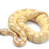 Load image into Gallery viewer, Pastel Enchi Coral Glow Ball Python