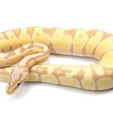 Load image into Gallery viewer, Pastel Enchi Coral Glow Ball Python