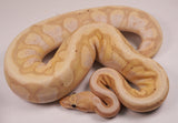 Load image into Gallery viewer, 2022 Female Coral Glow Inferno Ball Python - SALE!