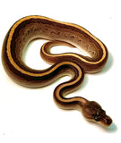 Load image into Gallery viewer, Female Cinnamon GHI Pinstripe +