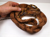 Load image into Gallery viewer, Female Mangrove Dog Toothed Cateye Snake - Cynadon - Established WC