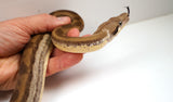 Load image into Gallery viewer, SALE! 21&#39; (Updated) Female Fire Motley Het Anerythristic Possible Het Kahl Albino Boa Constrictor.