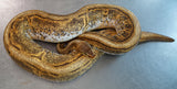 Load image into Gallery viewer, Female Calico G Stripe Calico Spider Plus Ball Python - Young Adult