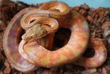 Load image into Gallery viewer, Male Candy Cane Amazon Tree Boa - Established Import