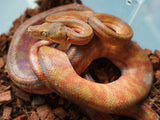 Load image into Gallery viewer, Male Candy Cane Amazon Tree Boa - Established Import