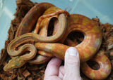 Load image into Gallery viewer, Male Candy Cane Amazon Tree Boa - Established Import