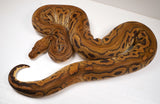 Load image into Gallery viewer, Male Breeder Black Pastel Clown Ball Python