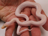 Load image into Gallery viewer, CBB 24&#39; Female Blue Eyed Colombian Rainbow Boa