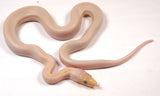 Load image into Gallery viewer, CBB 24&#39; Female Blue Eyed Colombian Rainbow Boa