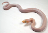 Load image into Gallery viewer, CB24&#39; Male Blue Eyed Leucistic Colombian Rainbow Boa